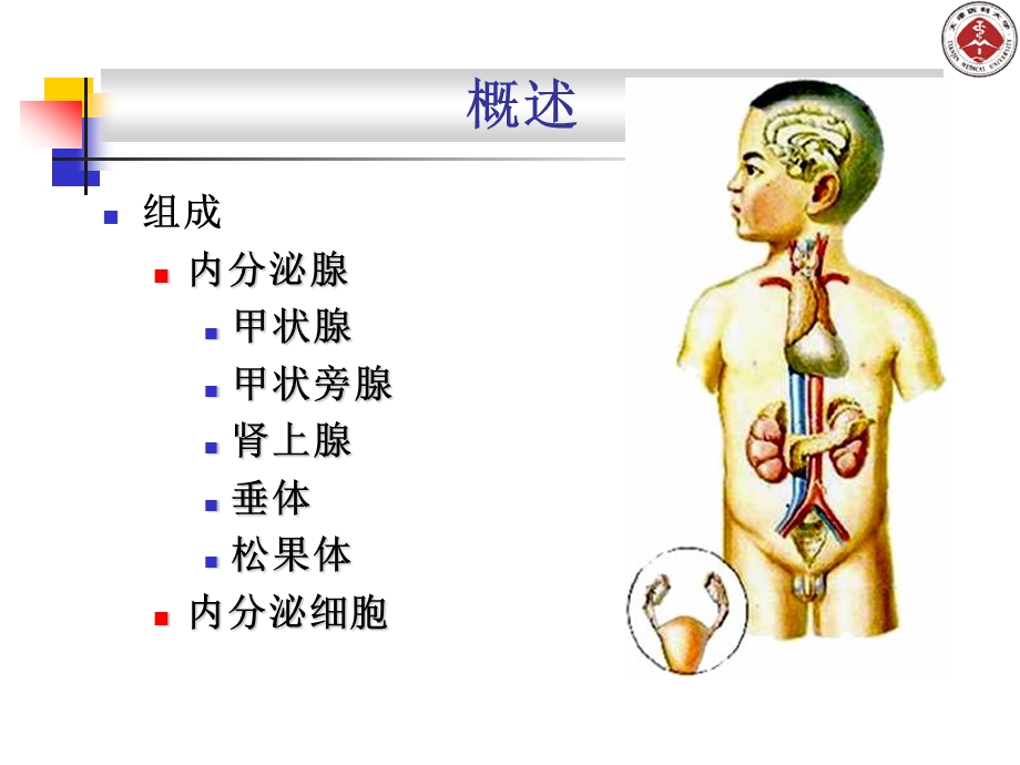 第3章内分泌系统ppt课件.ppt_第3页