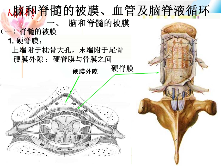 脑和脊髓的被膜、血管.ppt_第1页