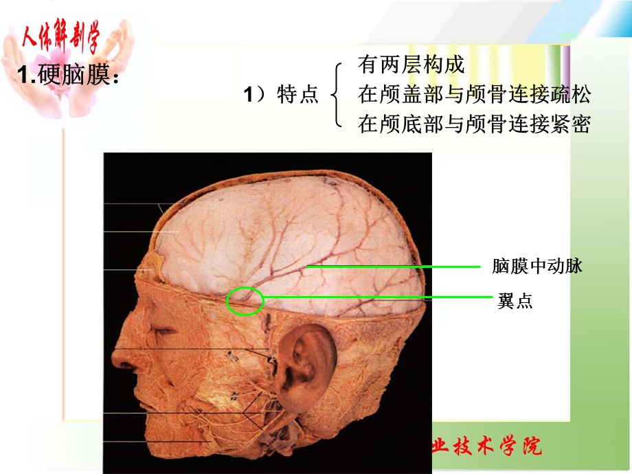 脑和脊髓的被膜、血管.ppt_第3页