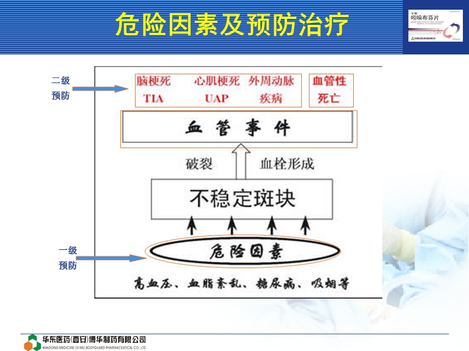 辛贝——吲哚布芬产品介绍.ppt_第3页