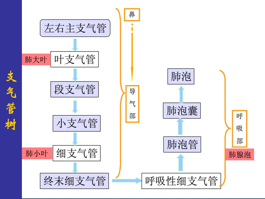 肺部正常HRCT表现及肺气肿诊断.ppt_第2页