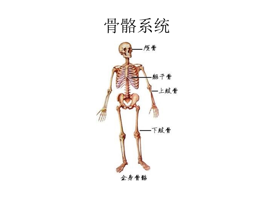 最全精美人体解剖学图谱.ppt_第1页