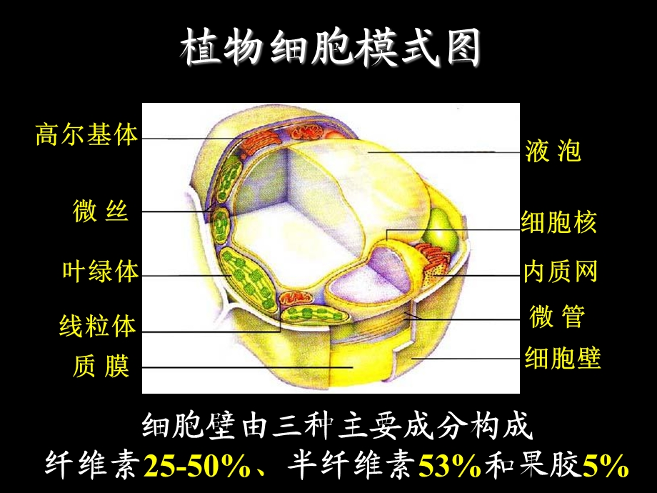 植物原生质体融合技术.ppt_第2页