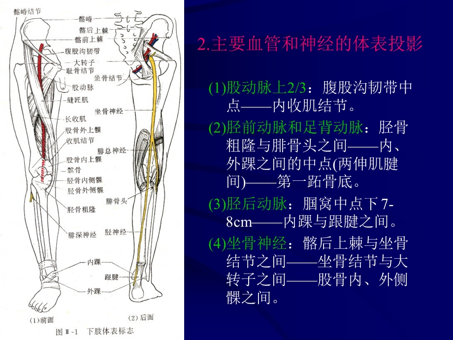 断层解剖学-下肢.ppt_第3页