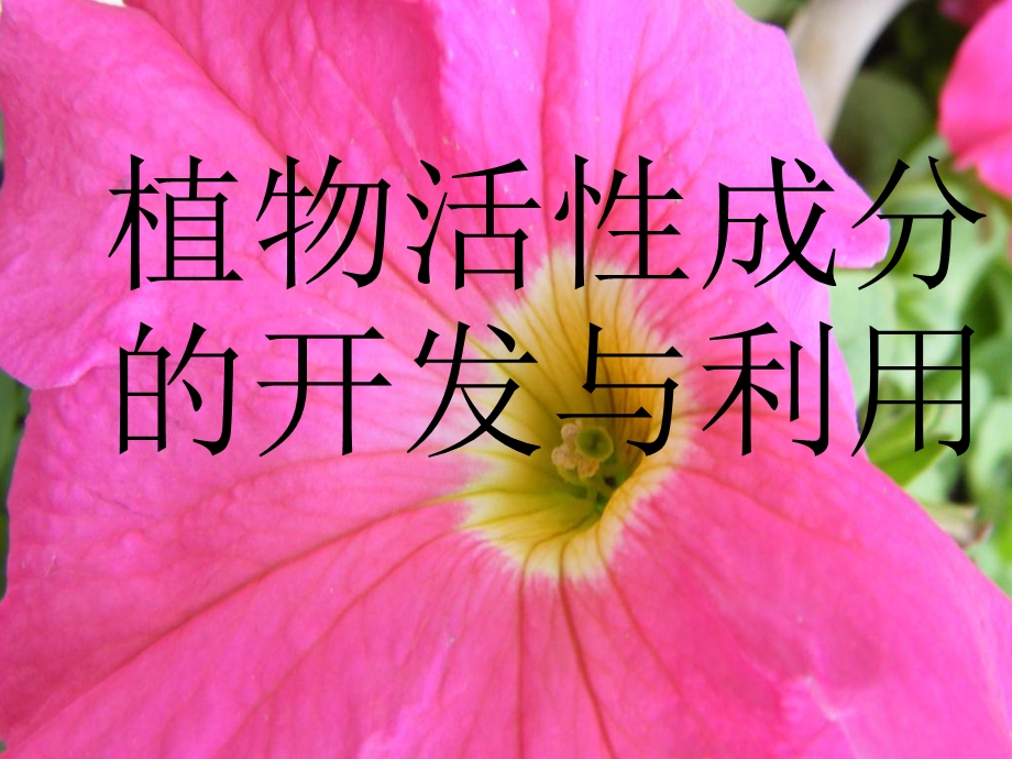 植物活性成分的开发与利用.ppt_第1页