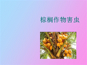 棕榈作物害虫.ppt