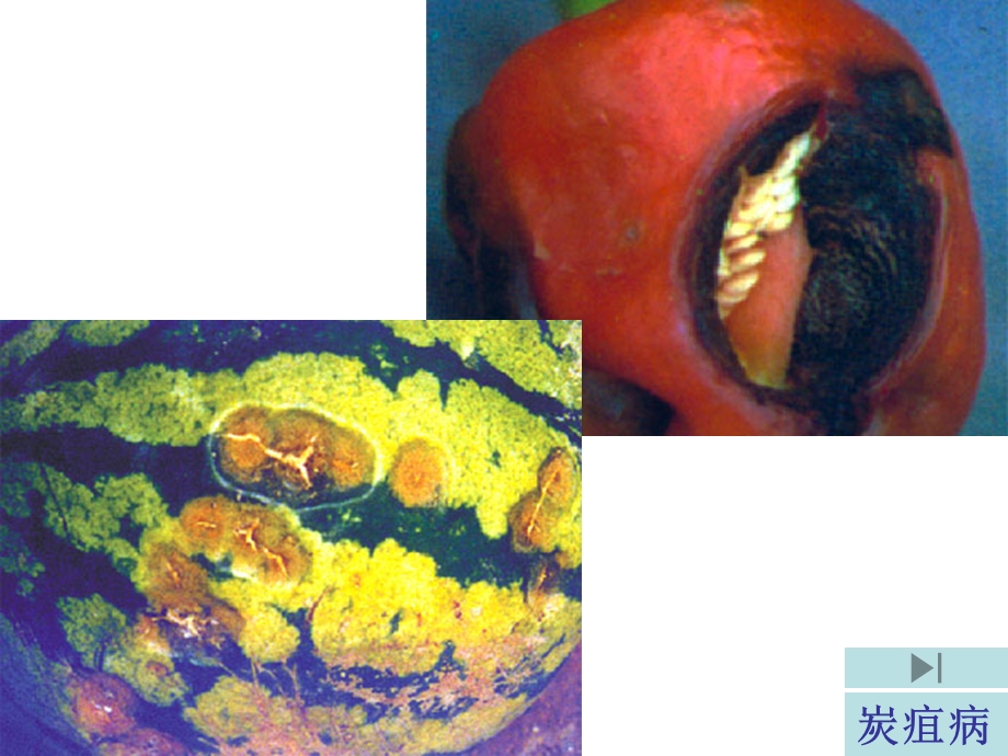 病虫害图谱.ppt_第3页