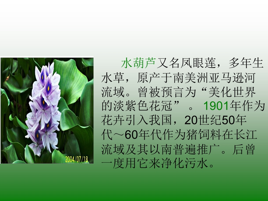 最有用处的生物入侵者课件.ppt_第3页