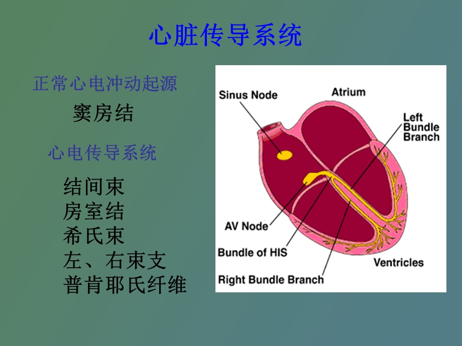 心律失常培训.ppt_第3页