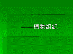 植物分生组织及非分生组织.ppt