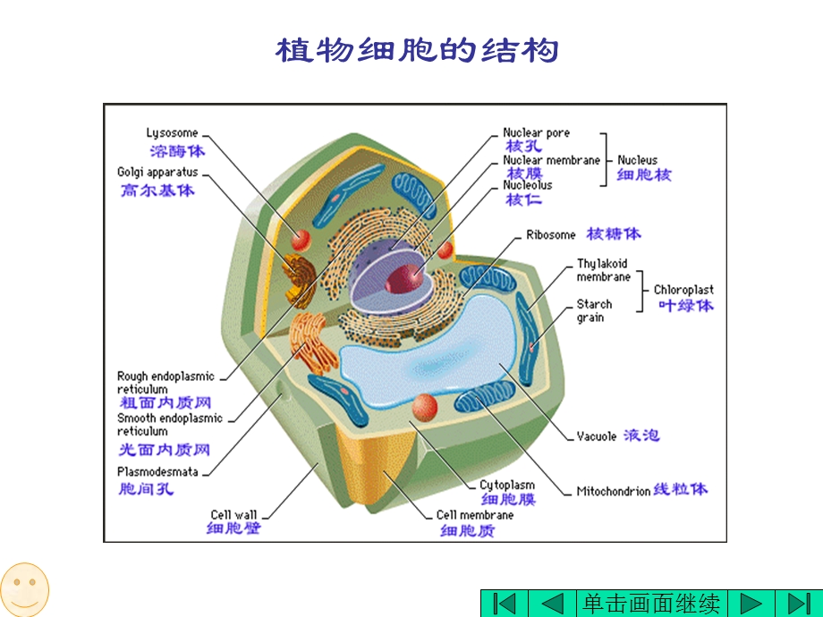 细胞结构和功能.ppt_第3页