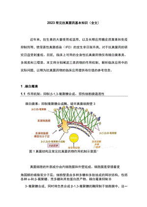 2023常见抗真菌药基本知识（全文）.docx