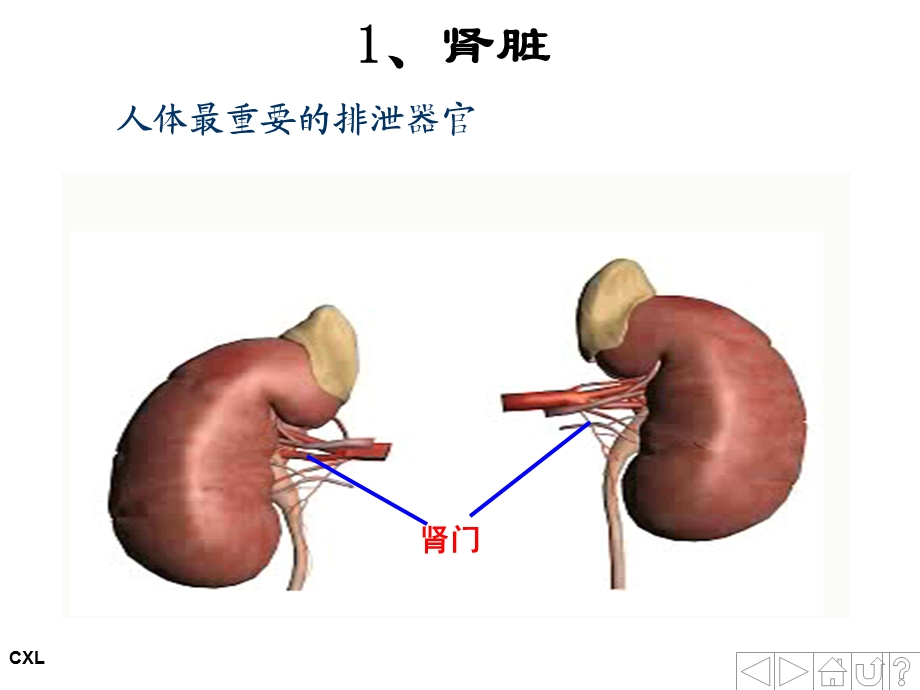 幼儿营养与卫生第六课-排泄系统与内分泌系统.ppt_第3页