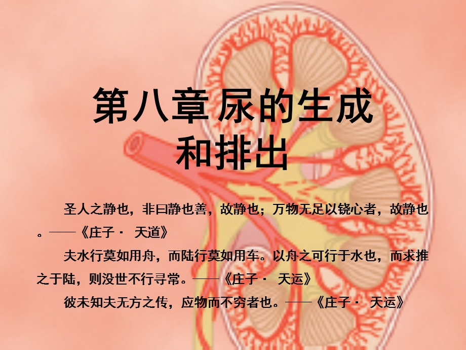 生理学课件 第08章尿的生成与排出 临床医学 人卫第八版.ppt_第1页