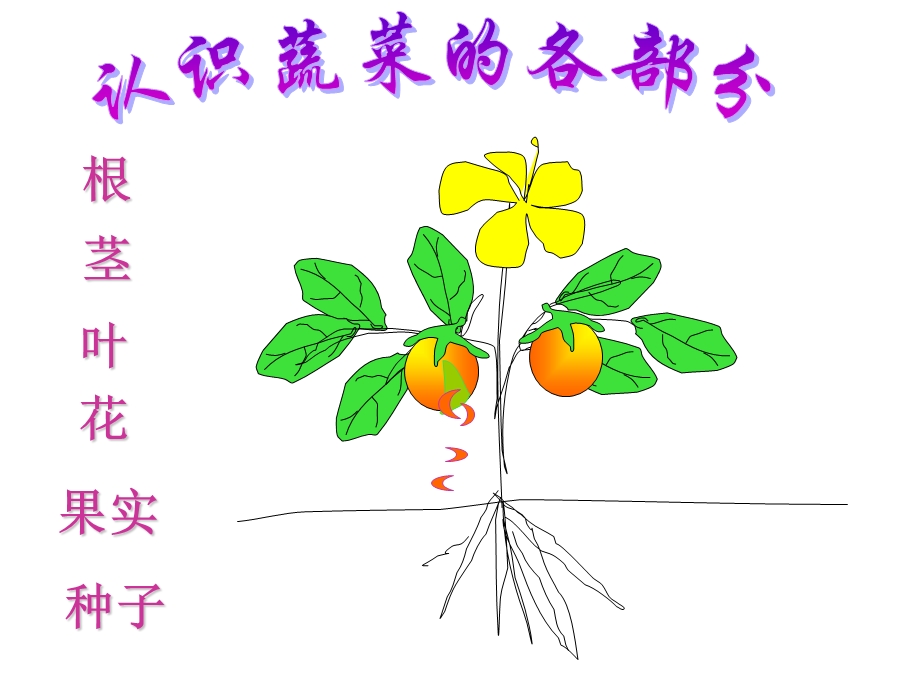 幼儿园课件-认识蔬菜.ppt_第3页