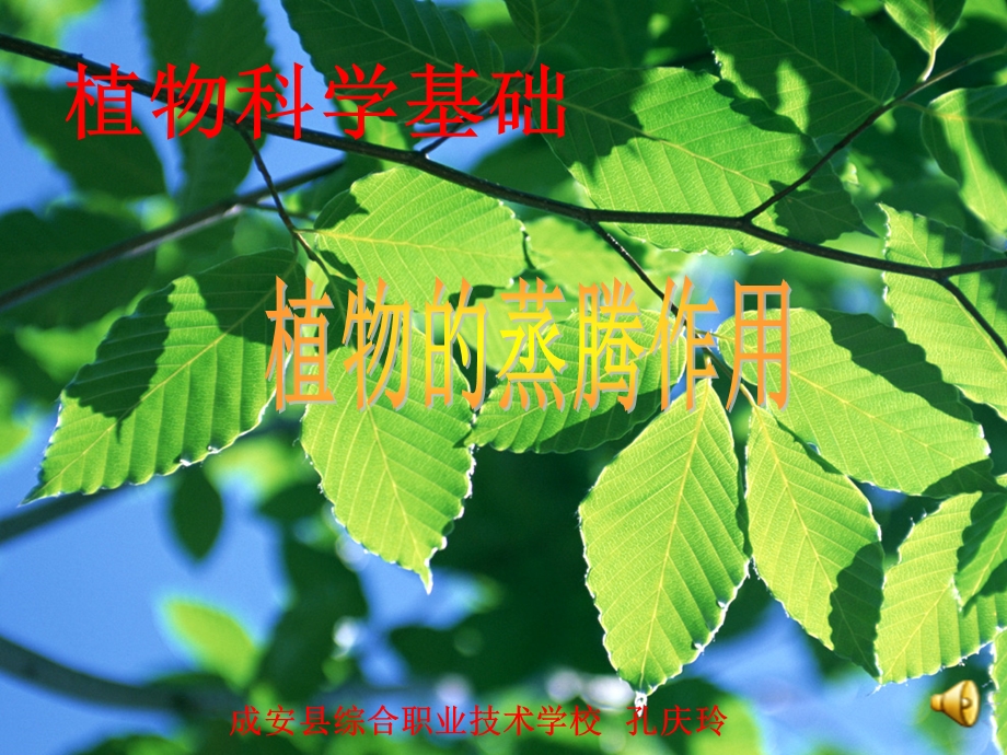 植物的蒸腾作用课件.ppt_第1页