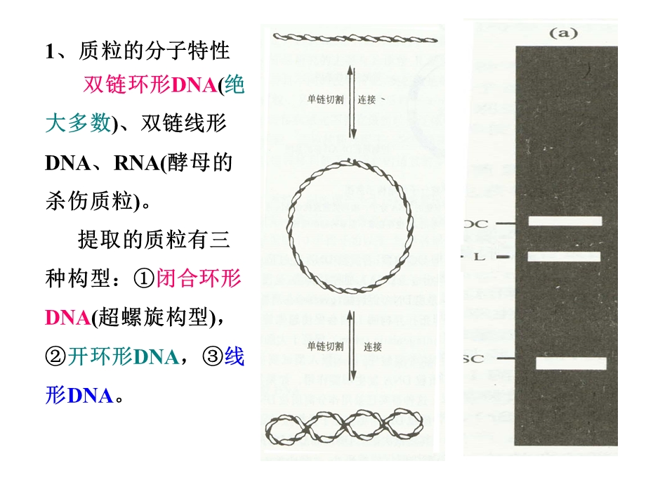 基因工程原理与技术.ppt_第3页