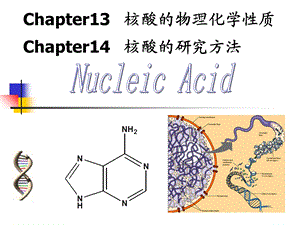 核酸的物理化学性质.ppt