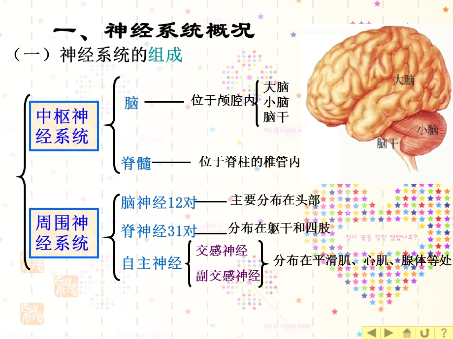 幼儿神经系统特点及保育.ppt_第2页