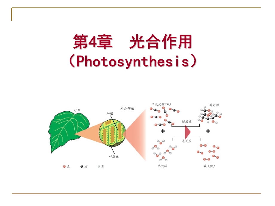 植物生理学-光合作用课件.ppt_第1页