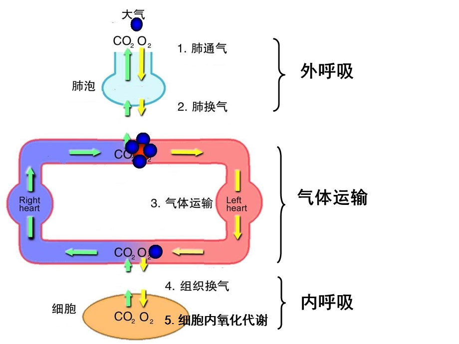 小白鼠缺氧耐受性试验.ppt_第3页