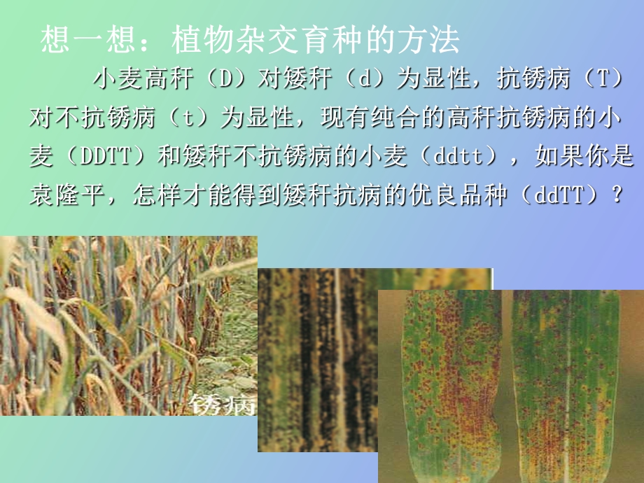 杂交育种和有变育种.ppt_第3页