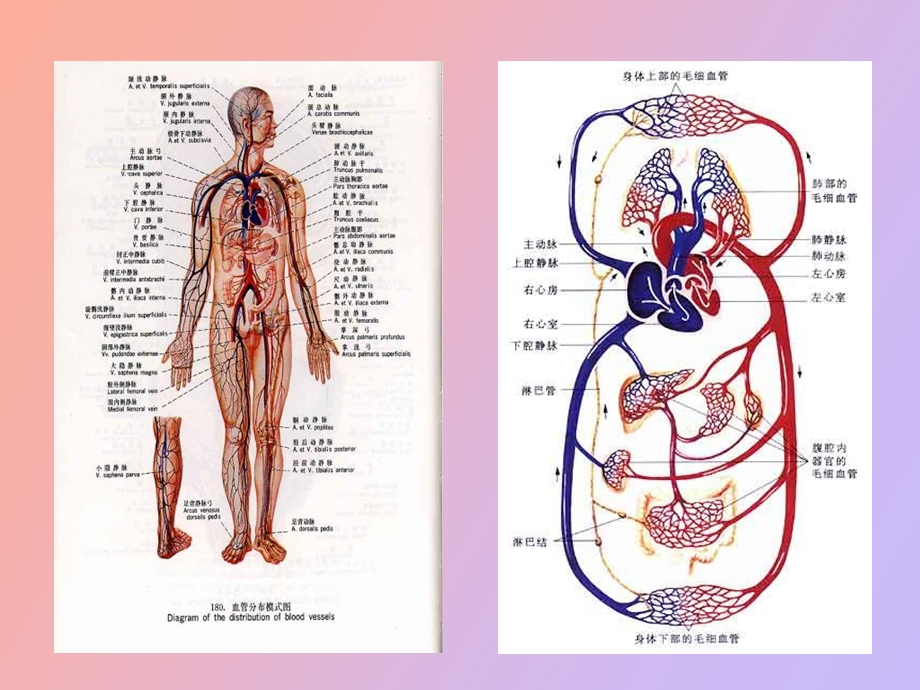 心血管内科心源性休克.ppt_第2页