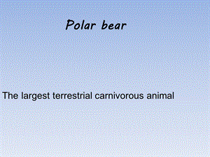 北极熊英文介绍.ppt