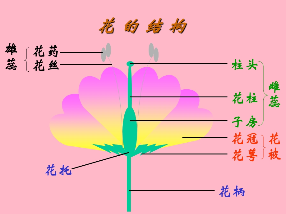 植物的有性生殖.ppt_第2页