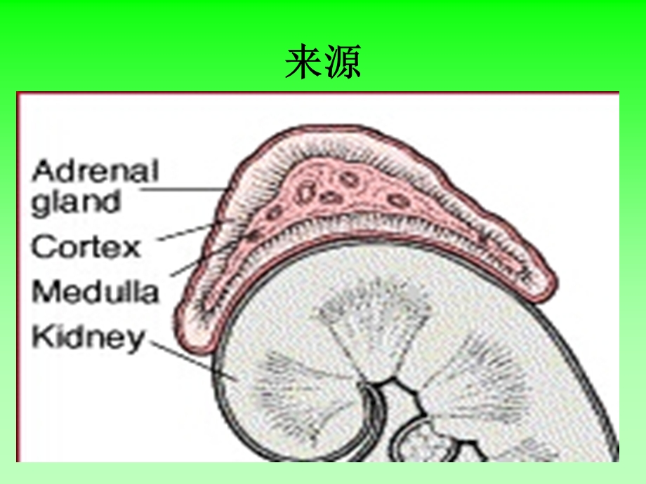 糖皮质激素.ppt_第3页