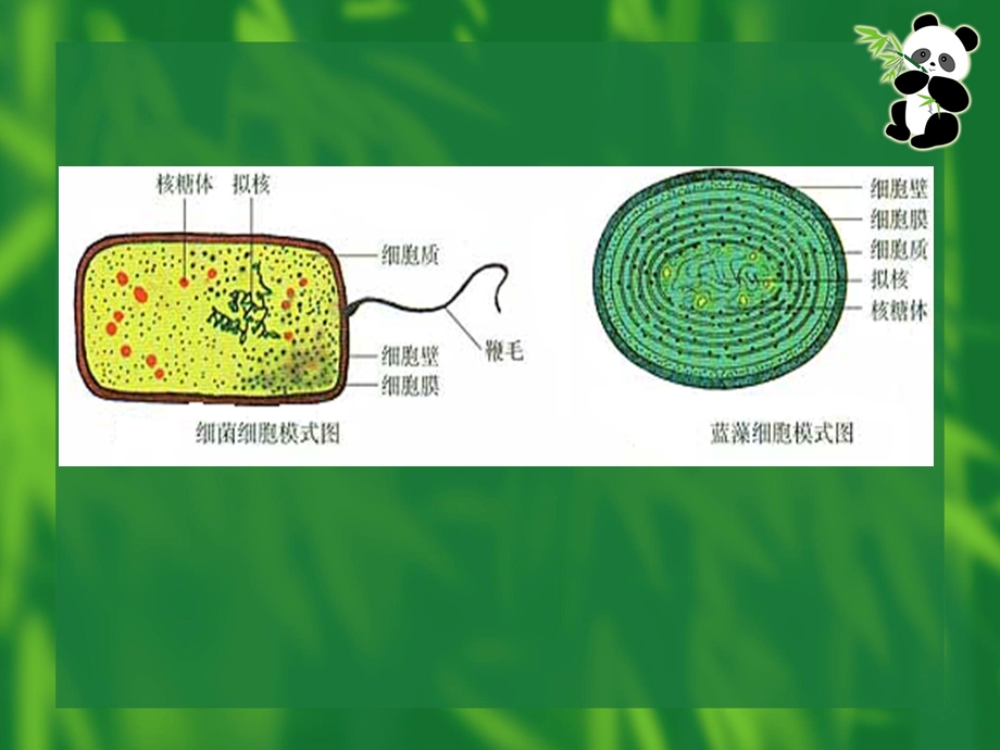 细胞的类型和结构.ppt_第3页