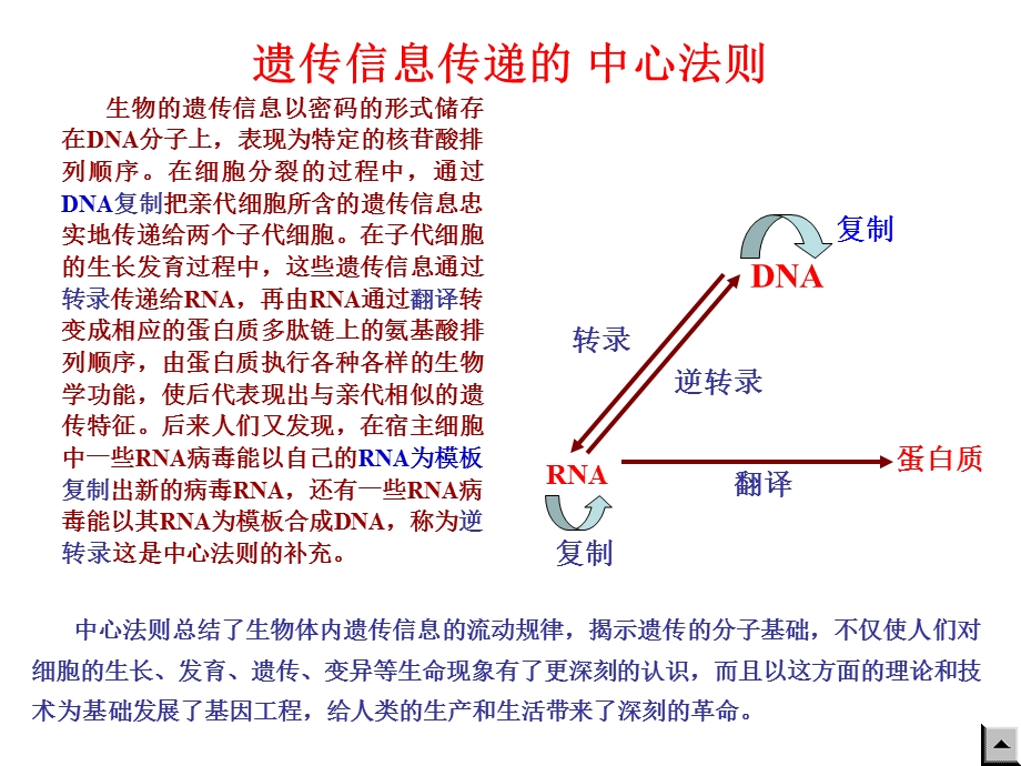 核酸的生物合成.ppt_第2页