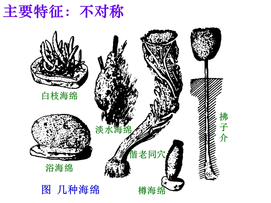 无脊椎动物2多孔动物门.ppt_第3页