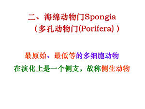 无脊椎动物2多孔动物门.ppt