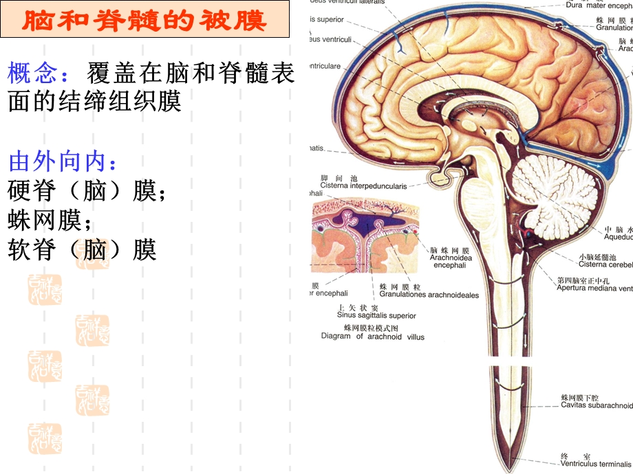 脑血管、被膜及脑脊液.ppt_第3页