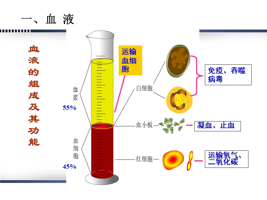 最终版的妇产妊娠合并贫血.ppt_第3页