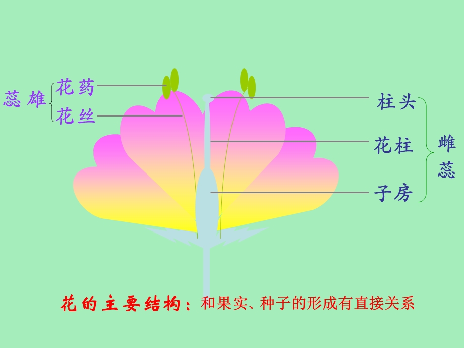 植物的营养繁殖.ppt_第2页