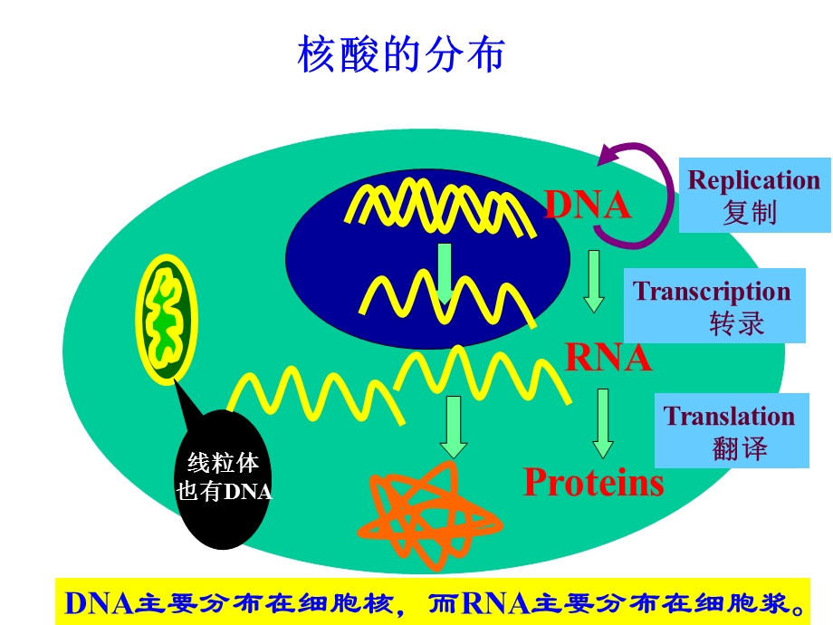 第2章核酸的结构与功能.ppt_第3页