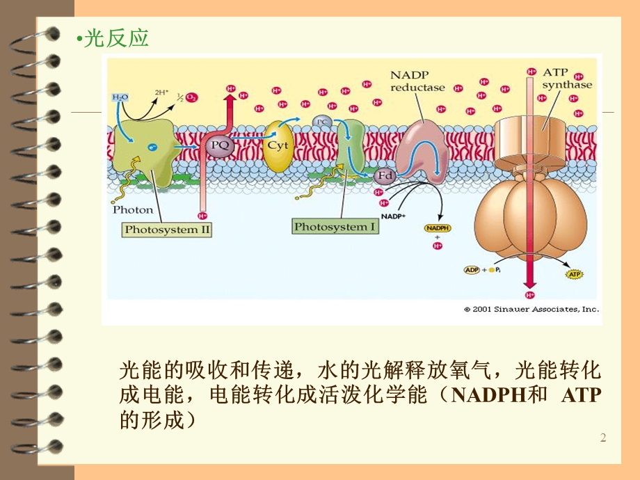 植物生理学呼吸作用.ppt_第2页