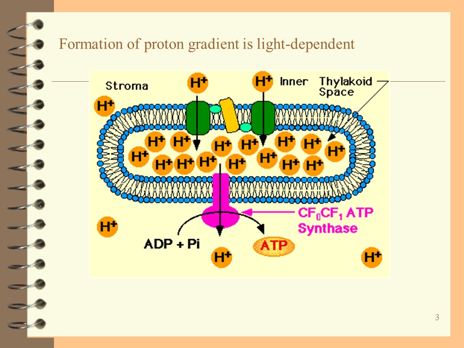 植物生理学呼吸作用.ppt_第3页