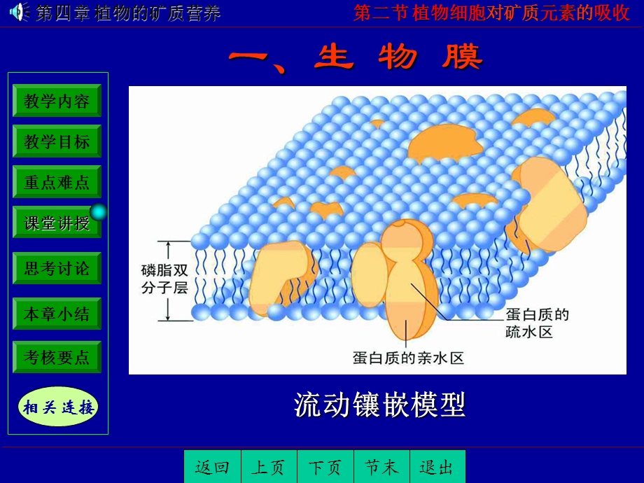 植物细胞对矿质元素的吸收.ppt_第3页