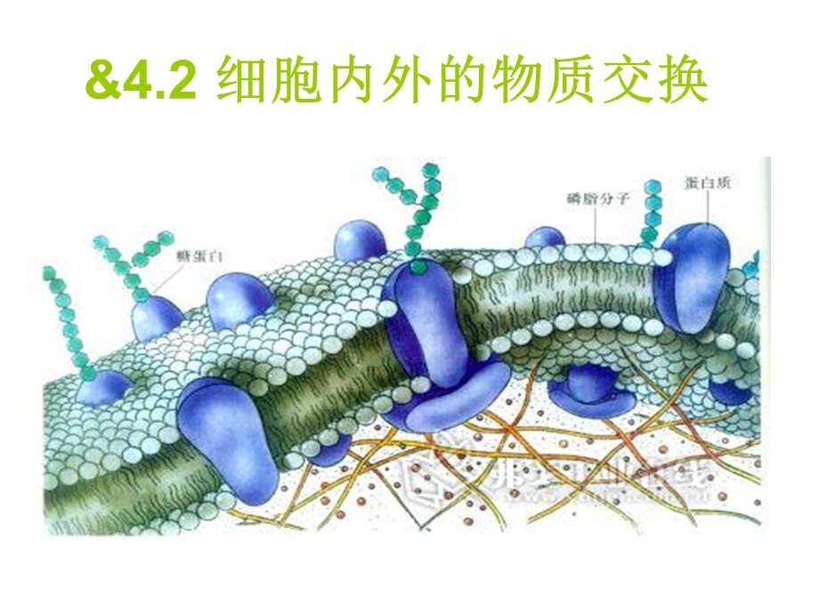 细胞膜的选择透过性.ppt_第1页