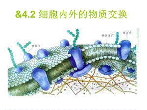 细胞膜的选择透过性.ppt