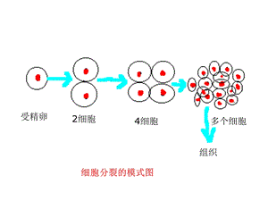 植物体与动物体的结构层次.ppt