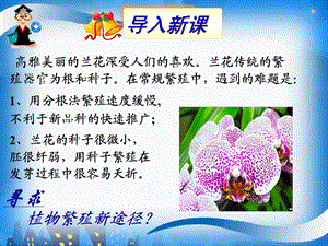 植物细胞工程的实际应用分析.ppt