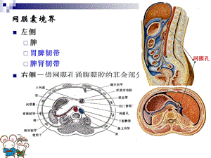 网膜囊境界.ppt