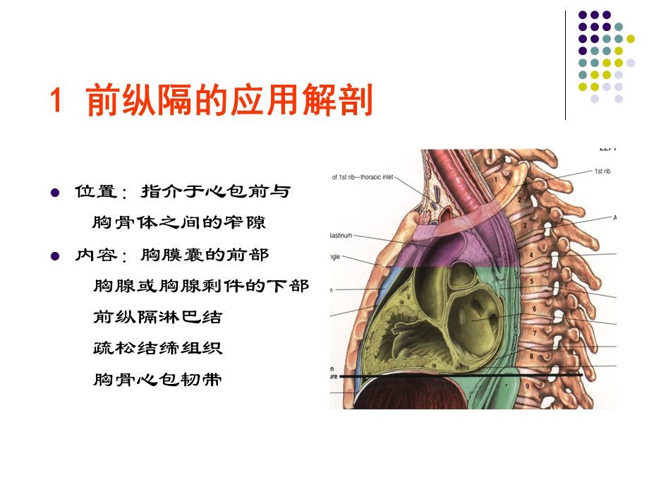 断面解剖纵膈下PPT课件.ppt_第3页