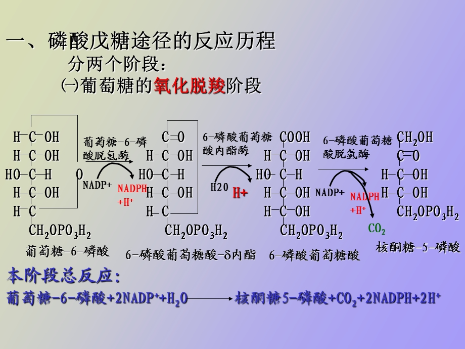 戊糖磷酸途径.ppt_第3页