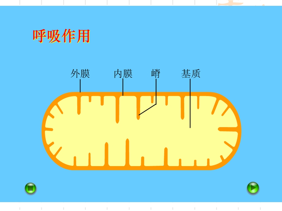 厌氧呼吸 与 需氧呼吸.ppt_第1页