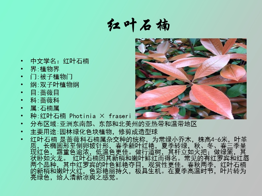 植物与植物生理.ppt_第2页